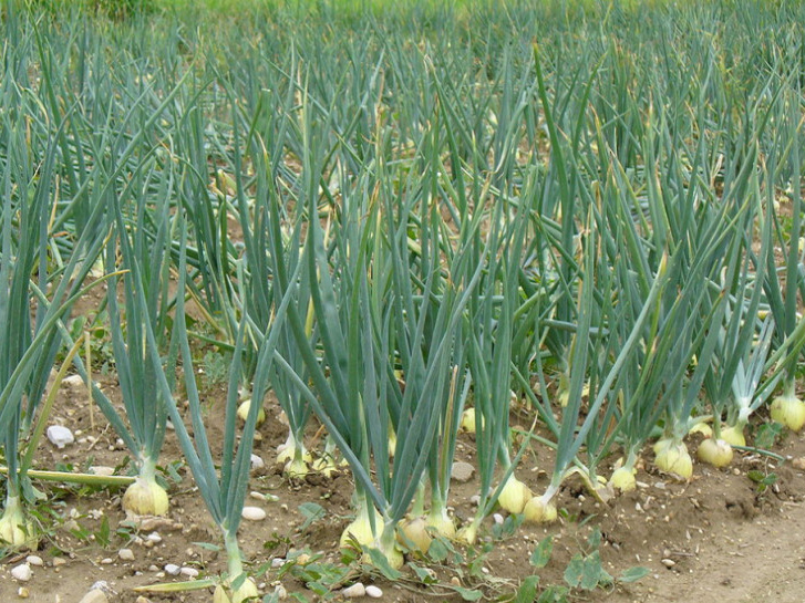 Onions-Diced